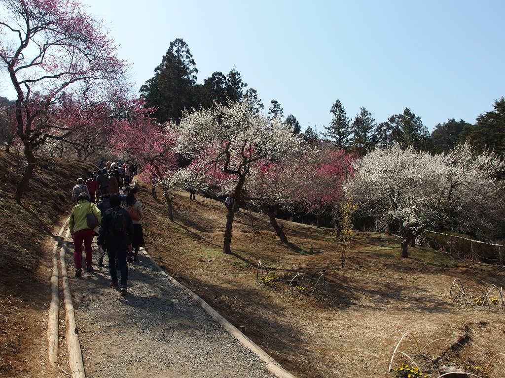 🌸 요시노 매화 공원 (요시노바이고 우메노코엔) 이미지 7